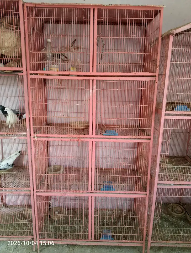 8 Portion cage All tray Available hain — photo 2