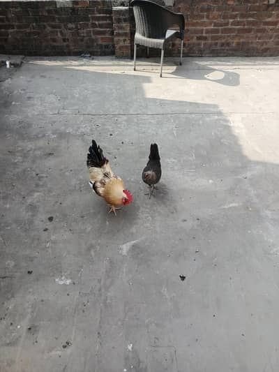 pair hens