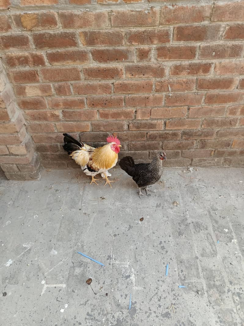 pair hens 1