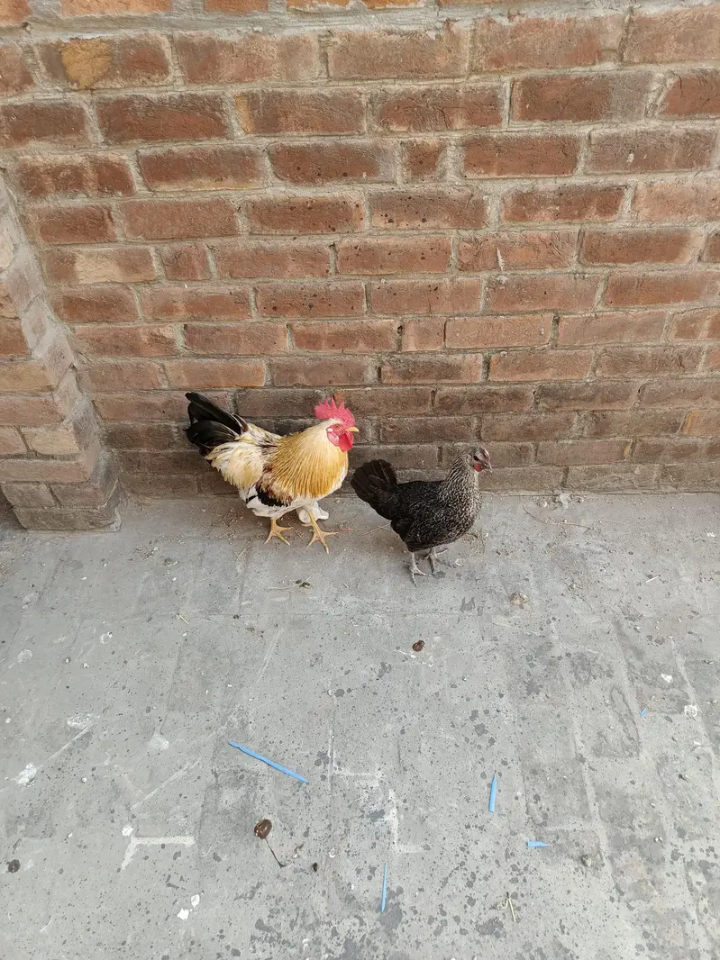 pair hens — photo 2
