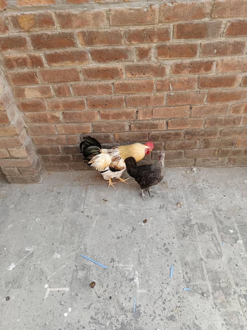 pair hens 2