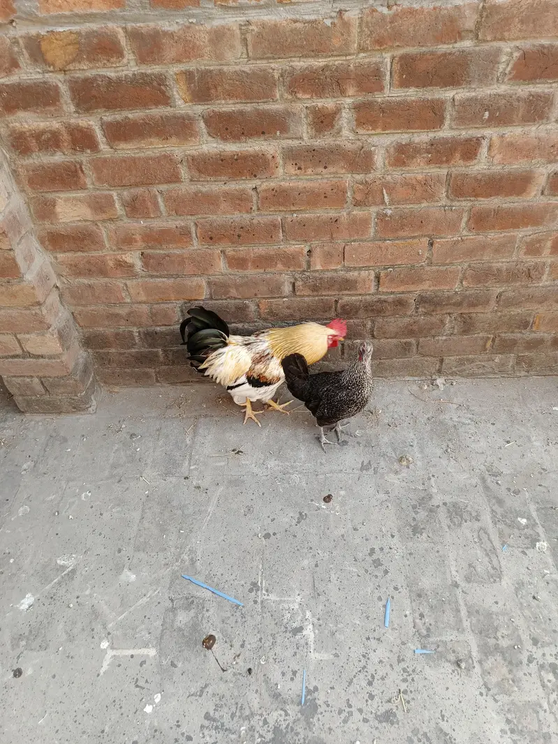 pair hens — photo 3
