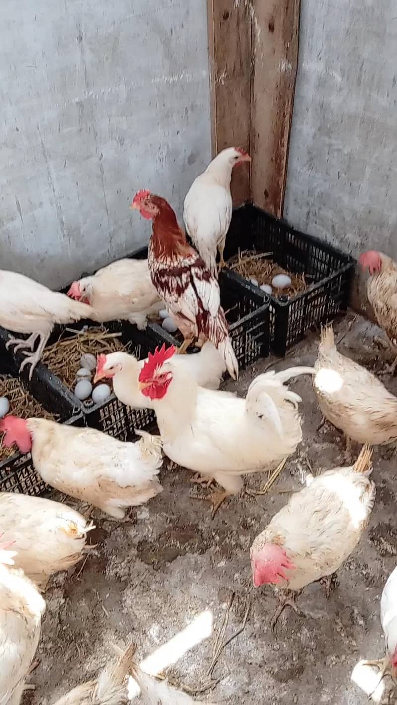 WHITE LAYER HENS 0