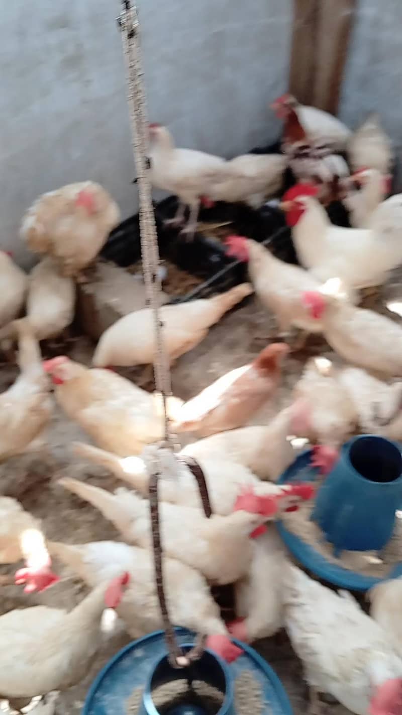 WHITE LAYER HENS 1