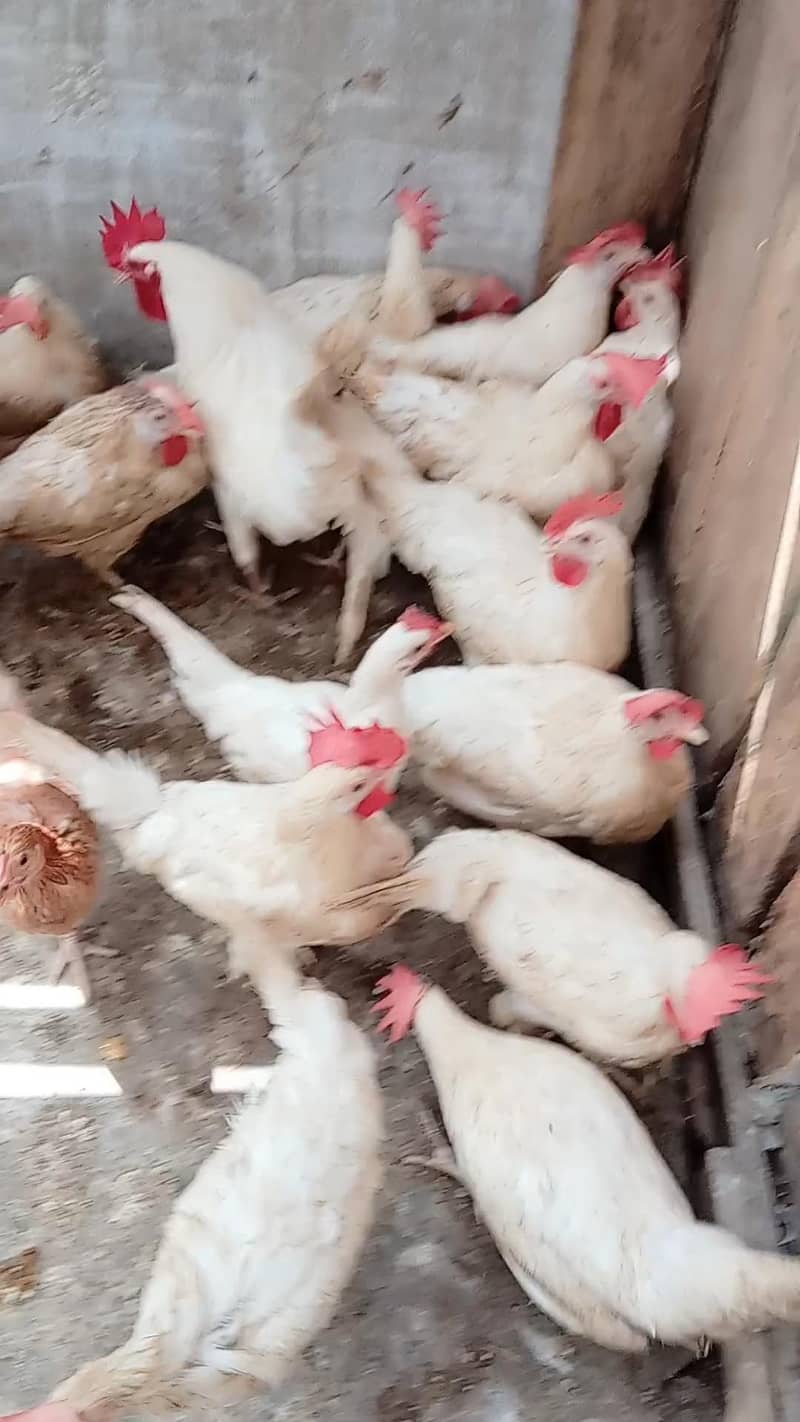 WHITE LAYER HENS 2
