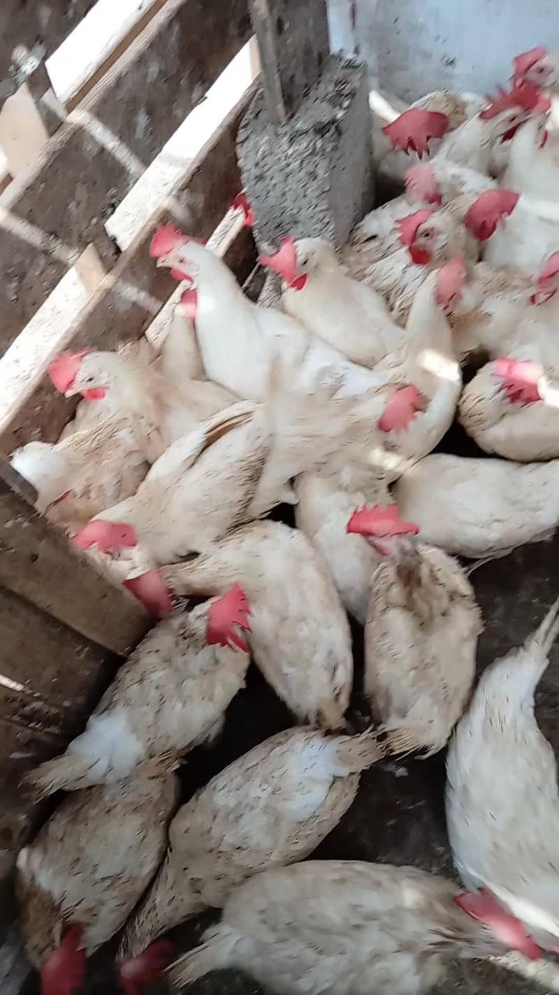 WHITE LAYER HENS 3