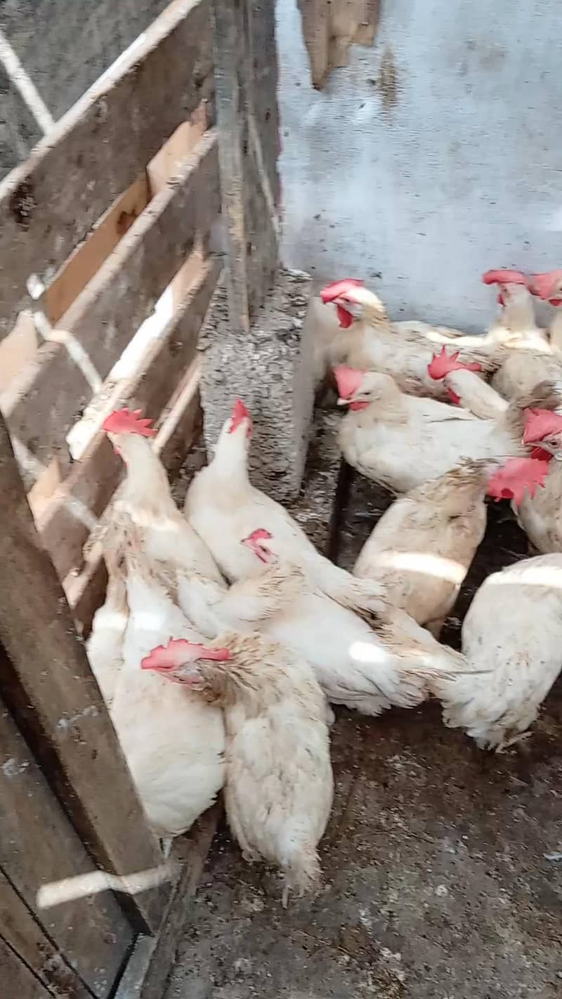 WHITE LAYER HENS 4