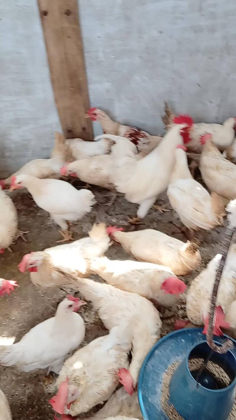 WHITE LAYER HENS 5
