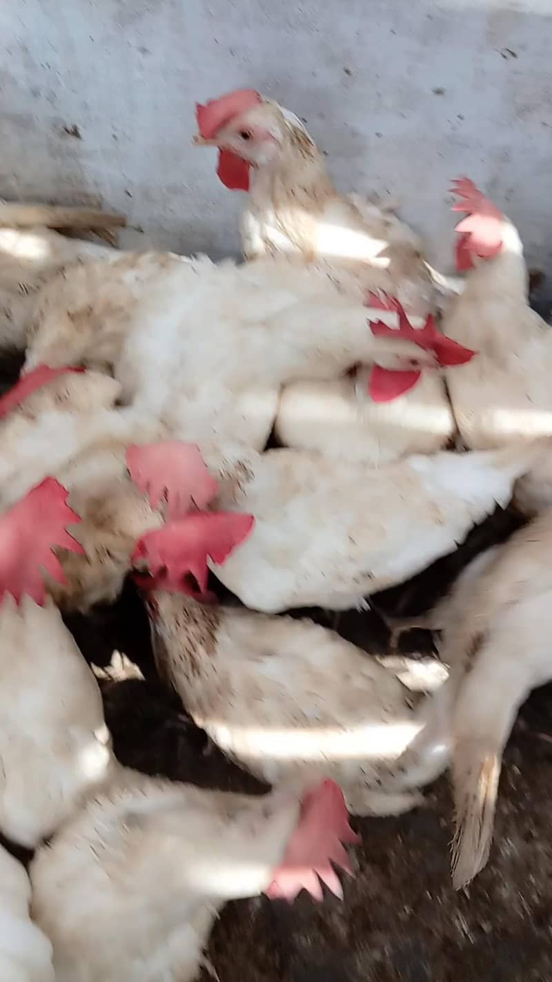 WHITE LAYER HENS 6