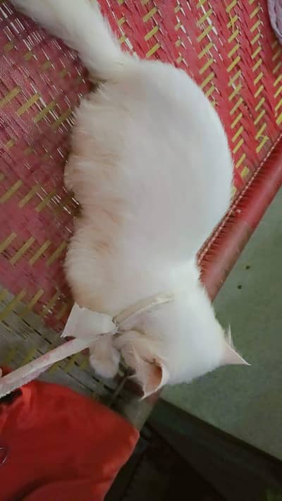 arjnt seal krni ha jisko chaye rabta kre frndly cat ha