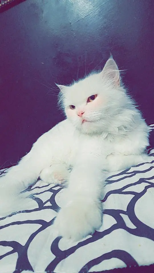 arjnt seal krni ha jisko chaye rabta kre frndly cat ha — photo 2