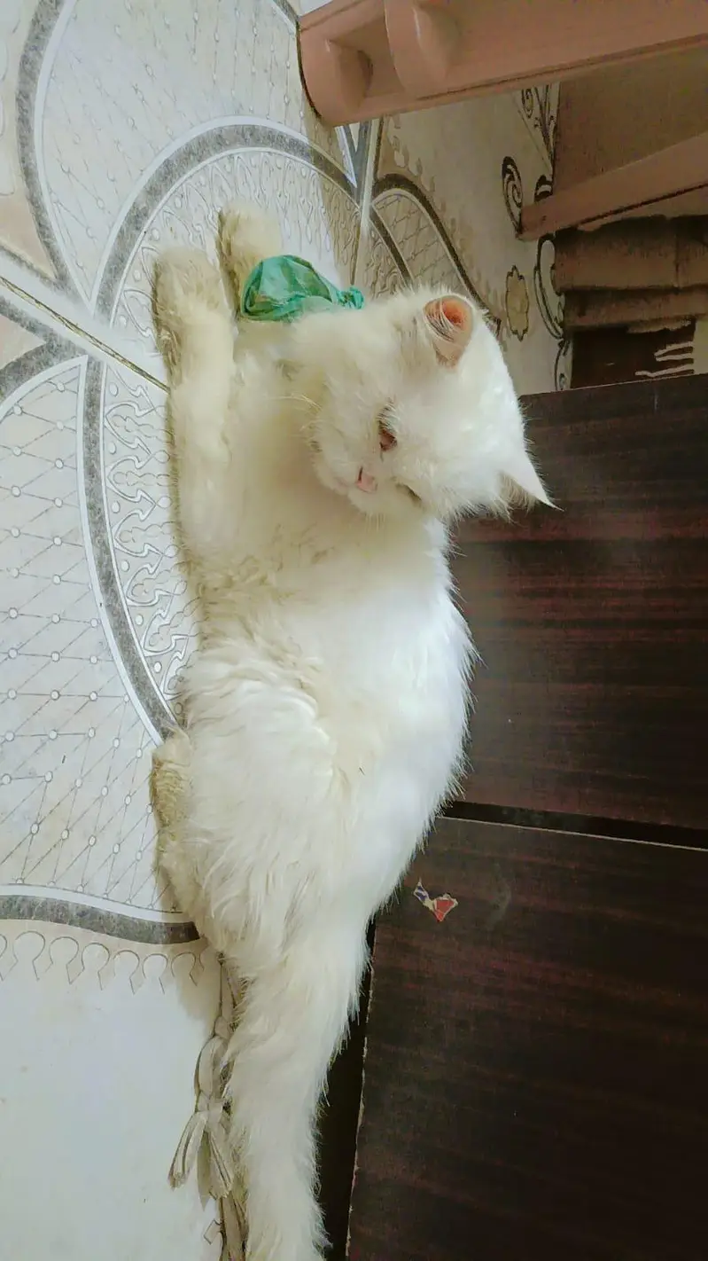 arjnt seal krni ha jisko chaye rabta kre frndly cat ha — photo 3