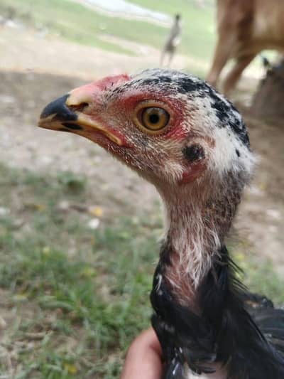 2 Aseel chicks for sale