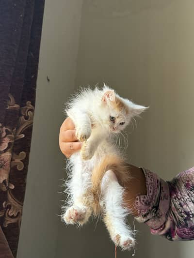 Persian kittens grey color eyes double coated