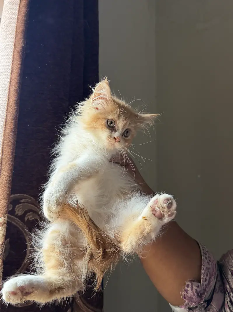 Persian kittens grey color eyes double coated — photo 2