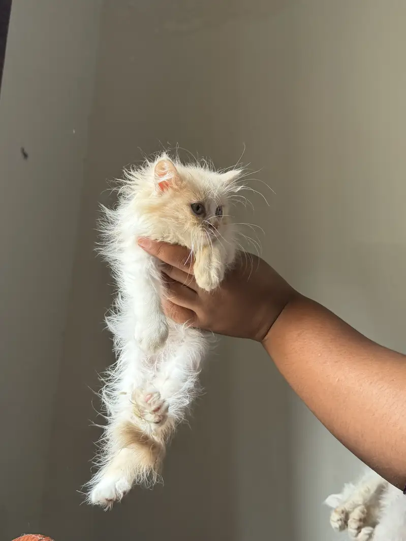 Persian kittens grey color eyes double coated — photo 3