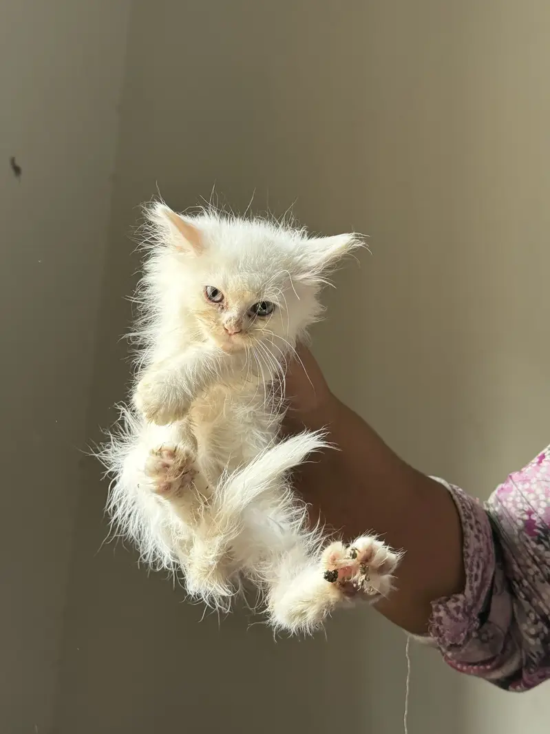 Persian kittens grey color eyes double coated — photo 4