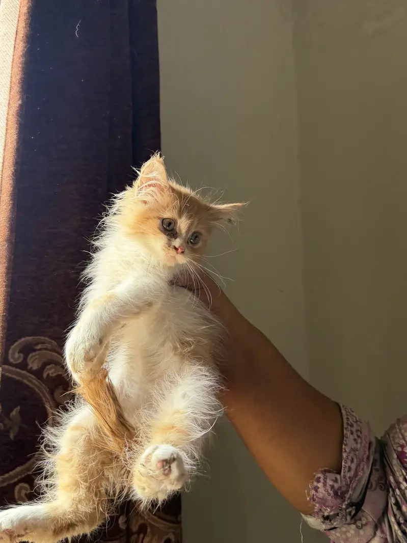 Persian kittens grey color eyes double coated — photo 5