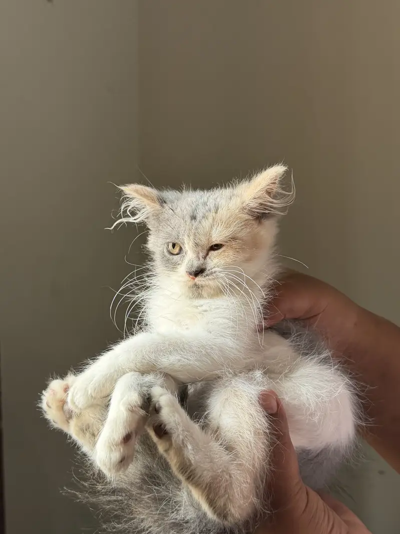 Persian kittens grey color eyes double coated — photo 7