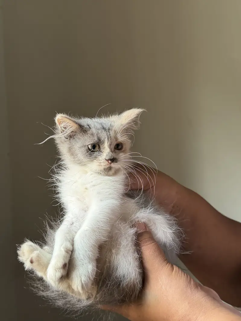 Persian kittens grey color eyes double coated — photo 8