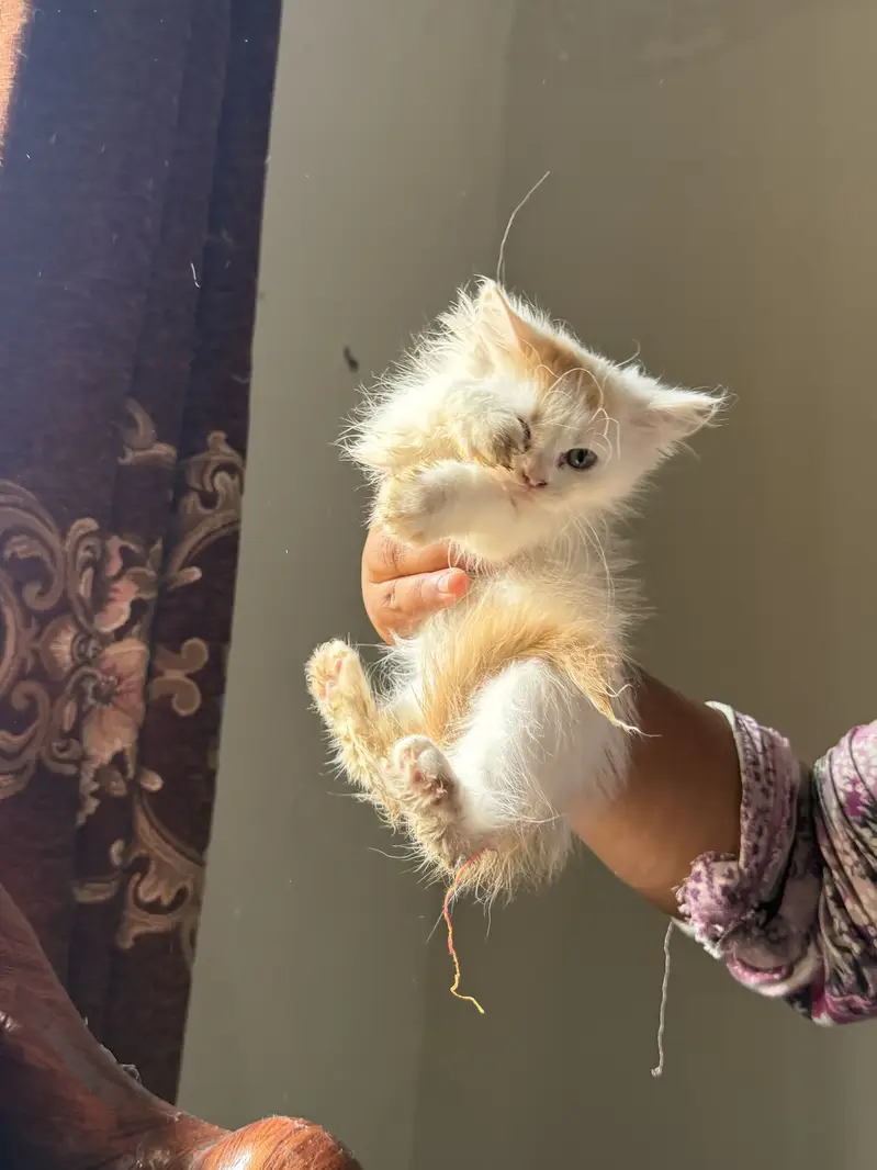 Persian kittens grey color eyes double coated — photo 9