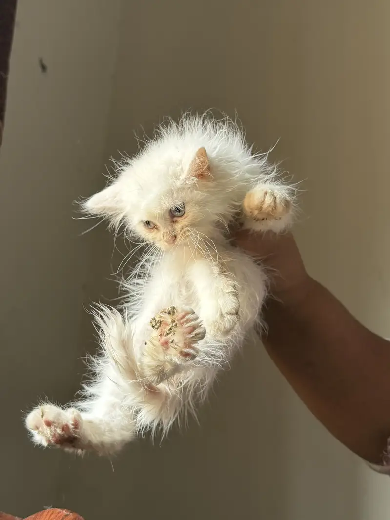 Persian kittens grey color eyes double coated — photo 10