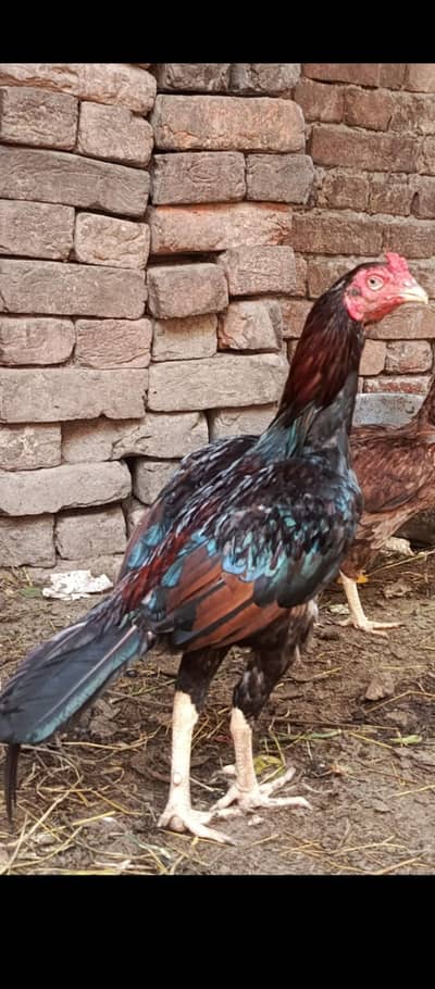 Aseel Mian wali for sale Home breed