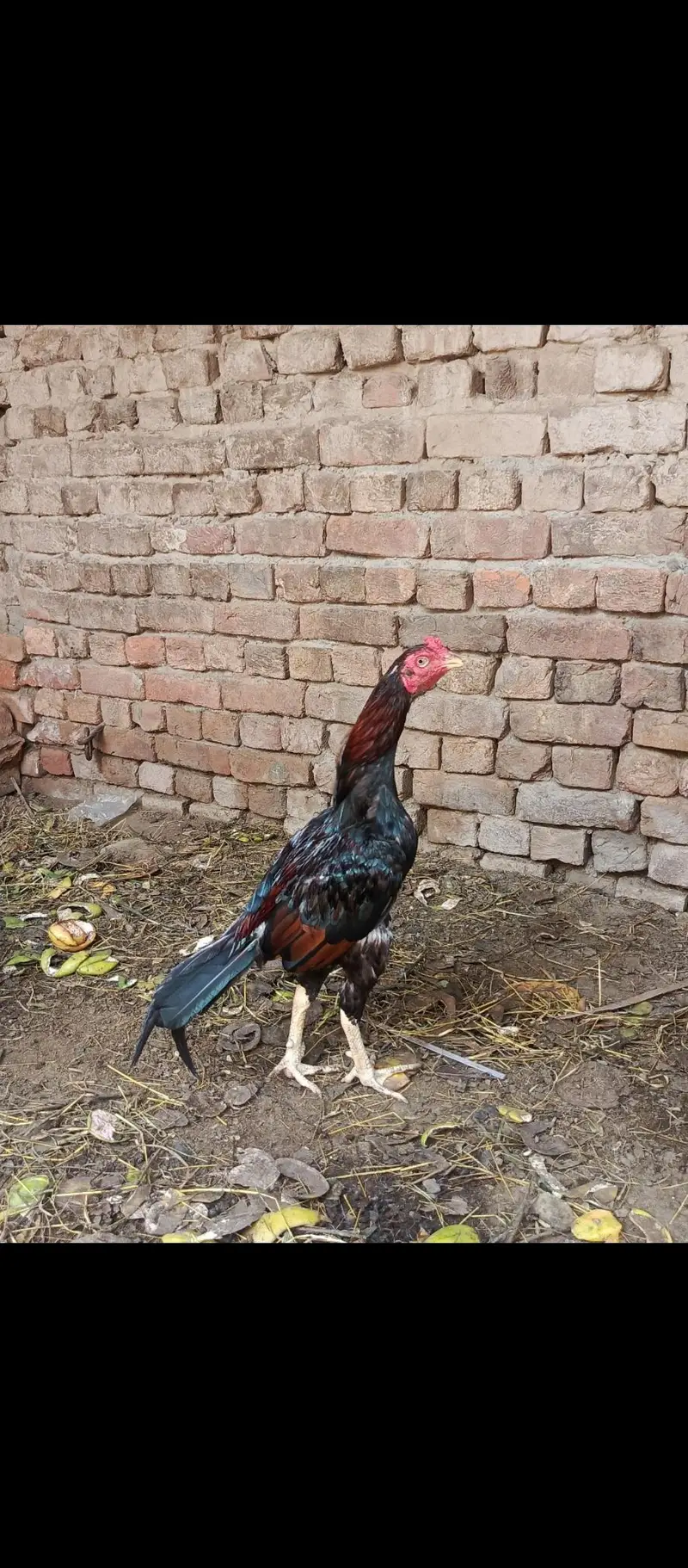 Aseel Mian wali for sale Home breed — photo 2