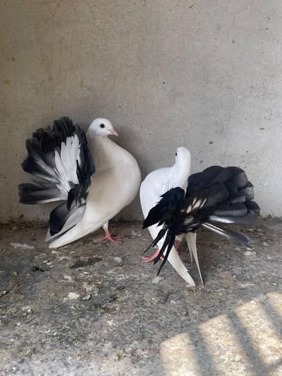 black tail pair & red tail pair