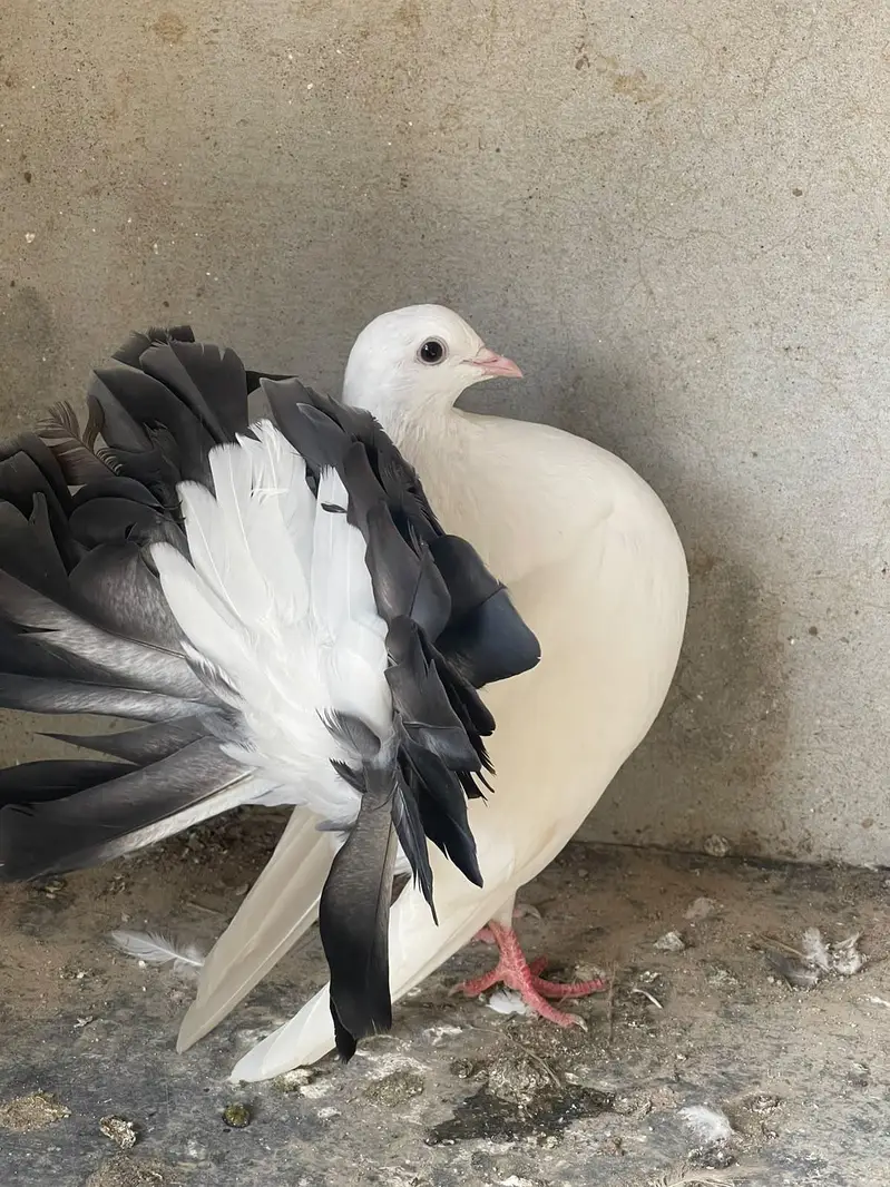 black tail pair & red tail pair — photo 2