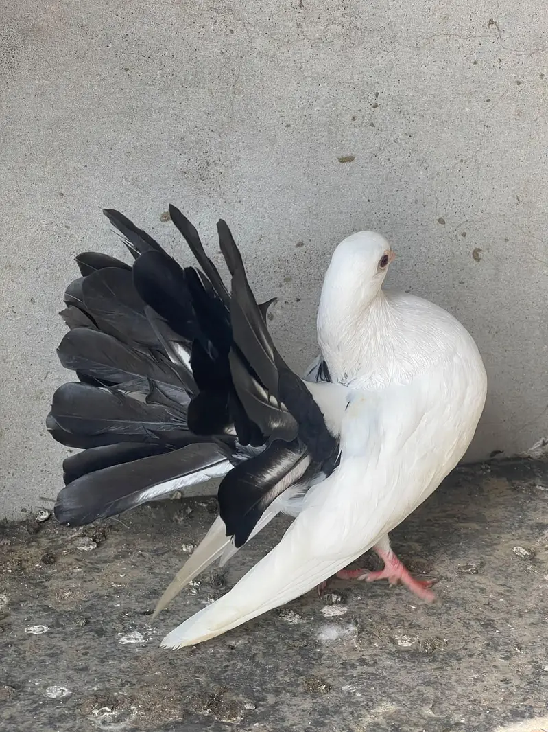 black tail pair & red tail pair — photo 3