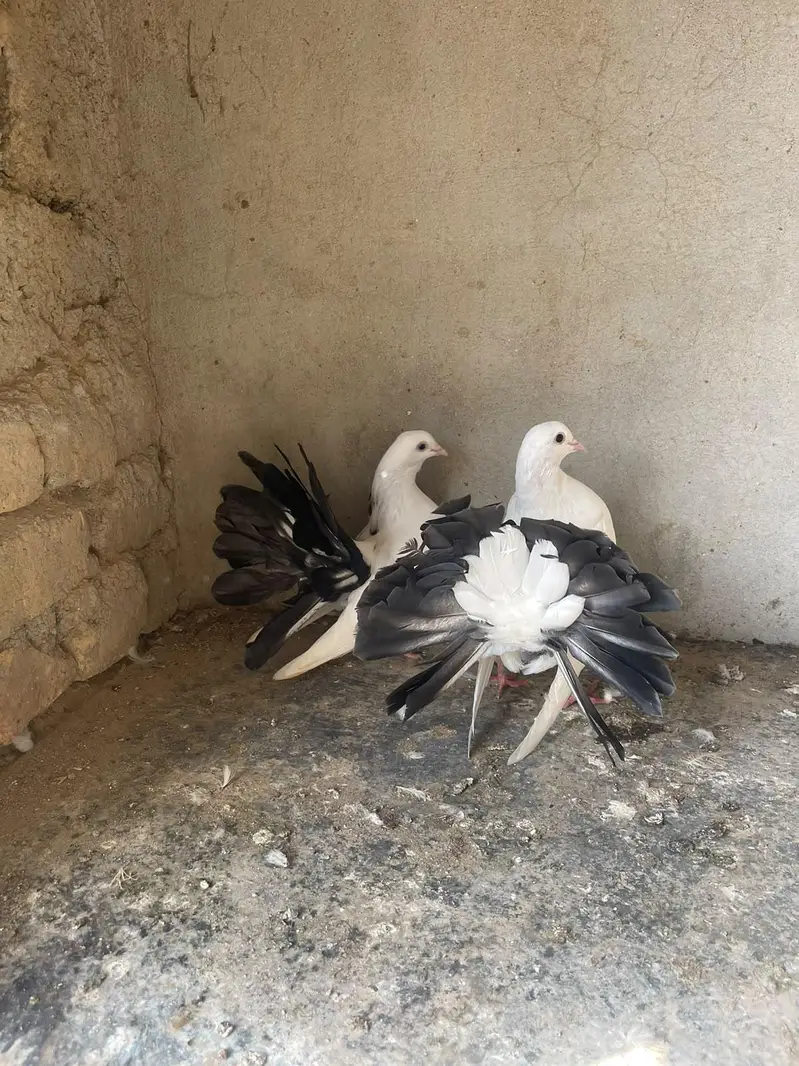 black tail pair & red tail pair — photo 4