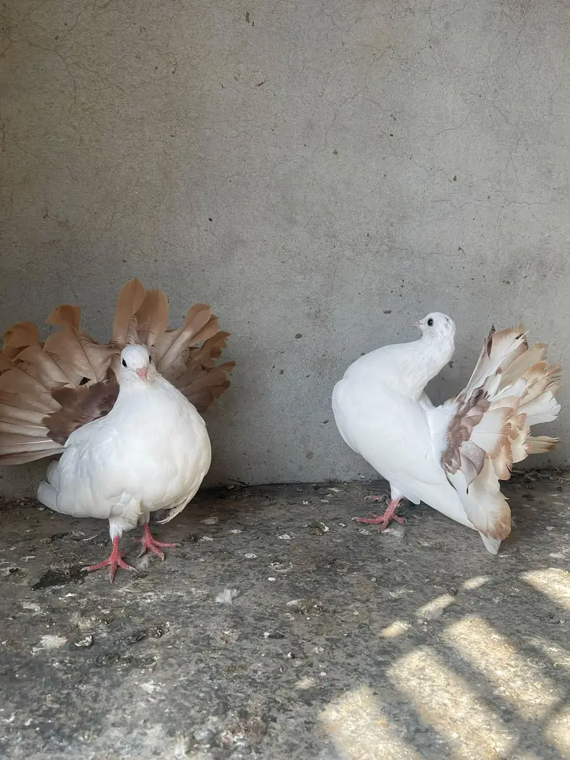 black tail pair & red tail pair — photo 5