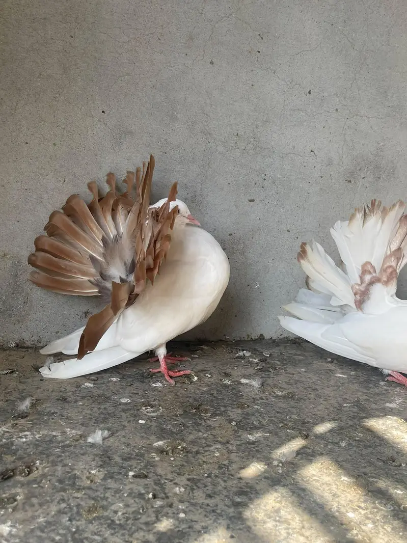 black tail pair & red tail pair — photo 6