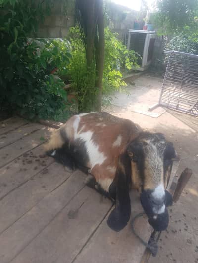 desi bakri