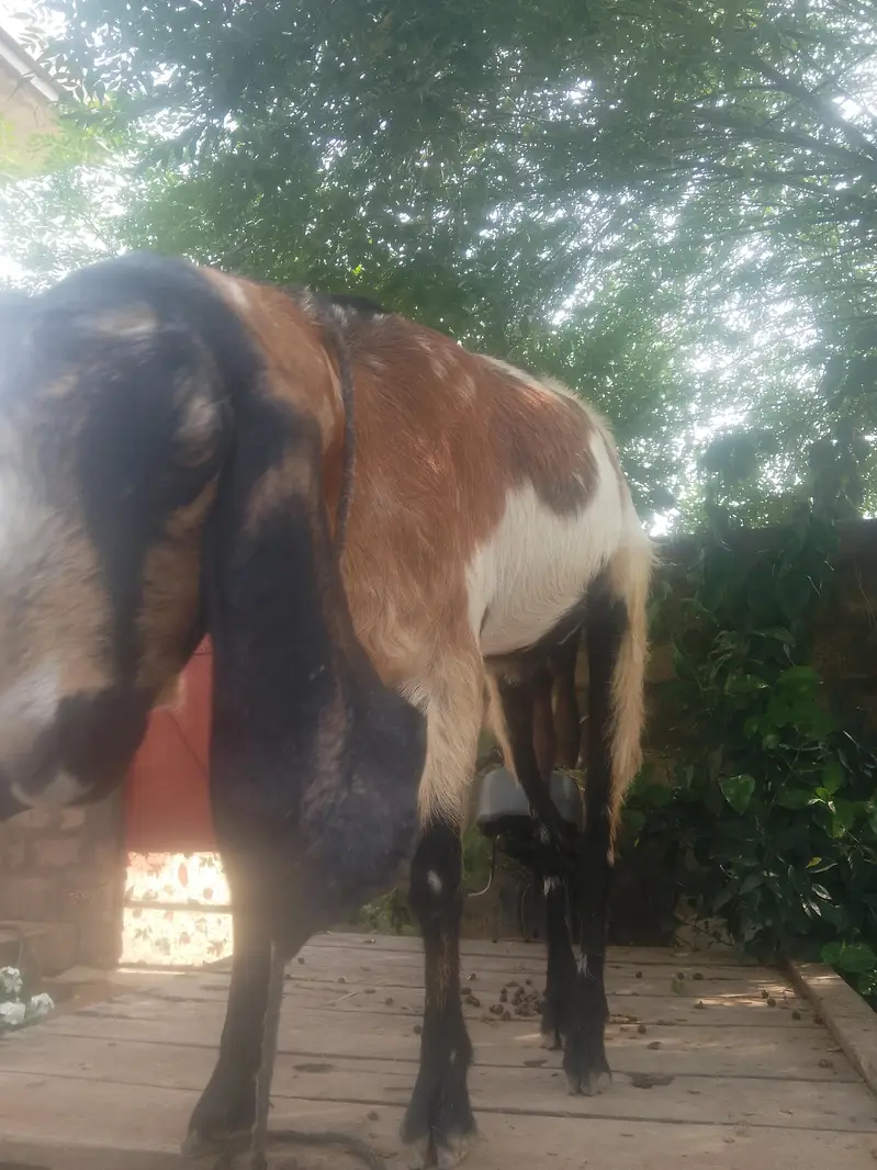 desi bakri — photo 2
