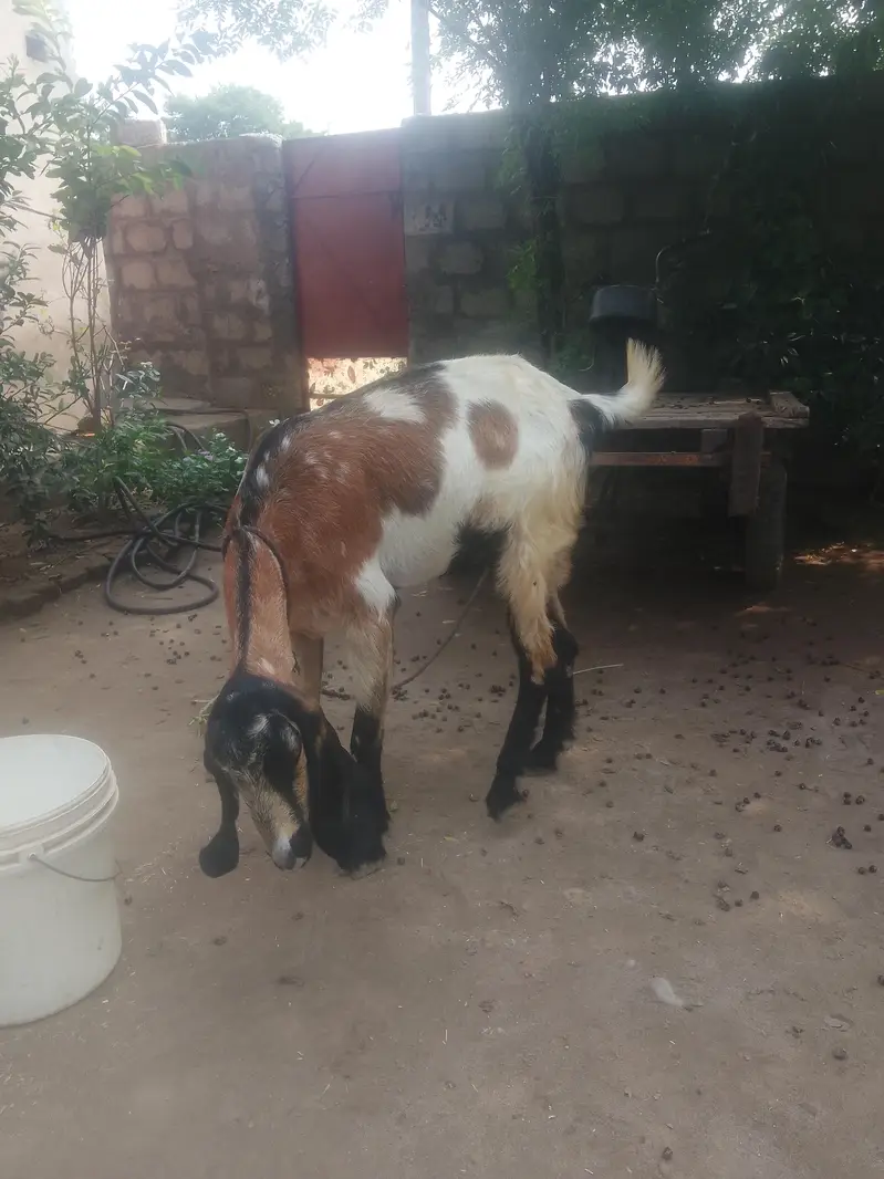 desi bakri — photo 3