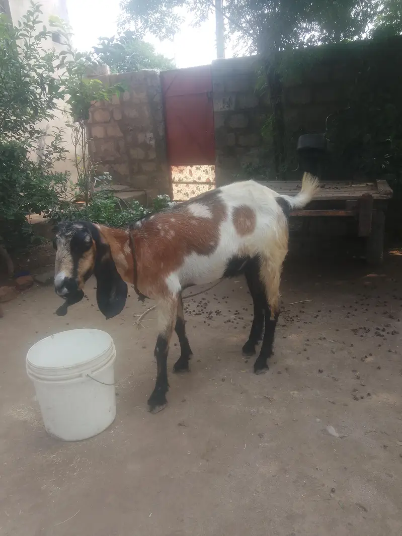 desi bakri — photo 4