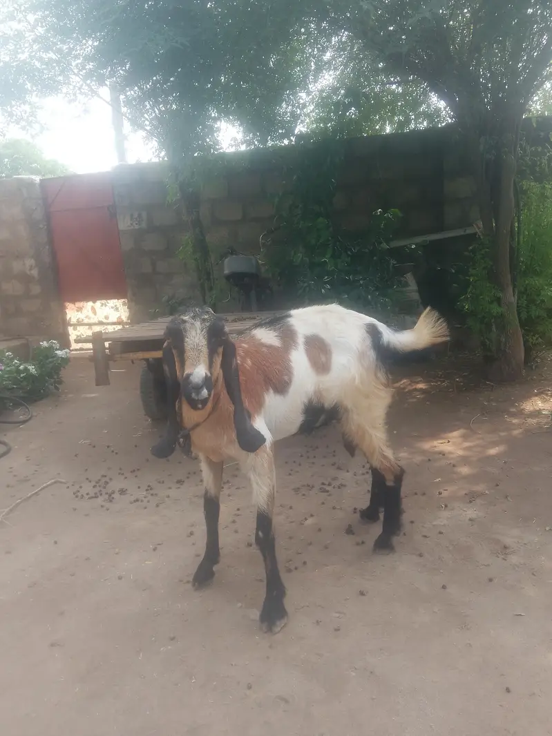 desi bakri — photo 5