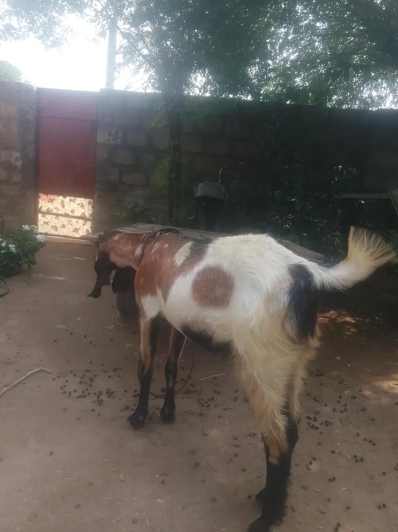 desi bakri — photo 6
