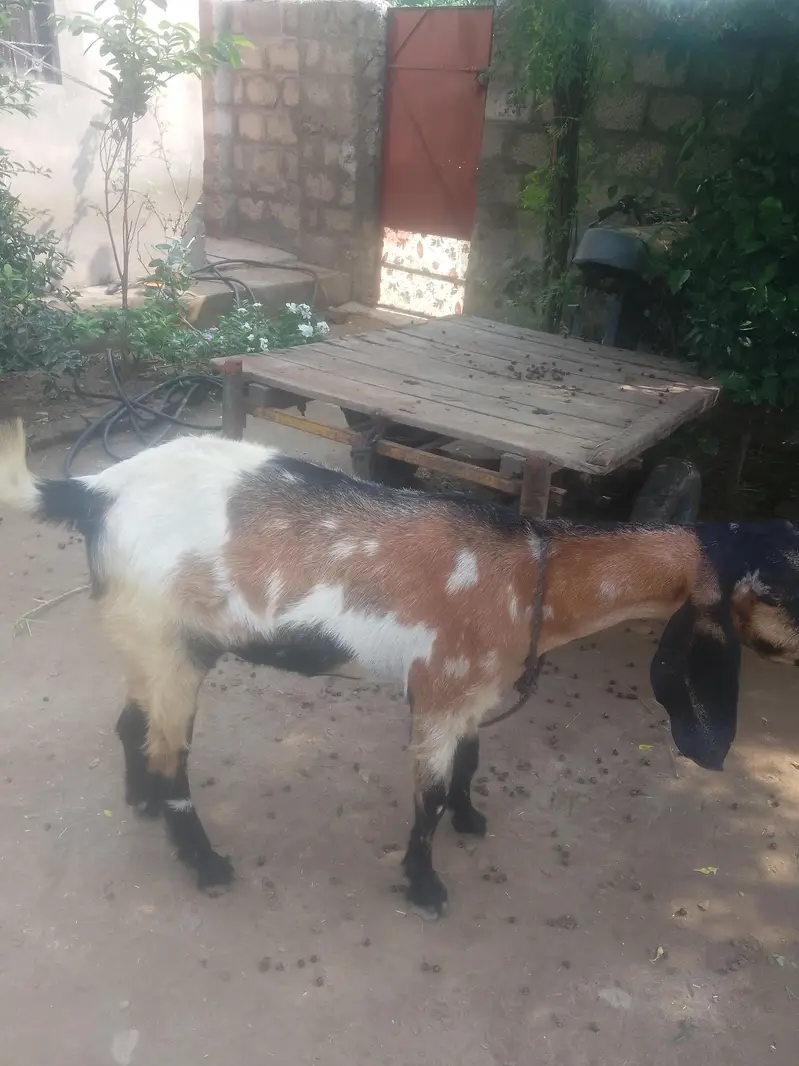 desi bakri — photo 7