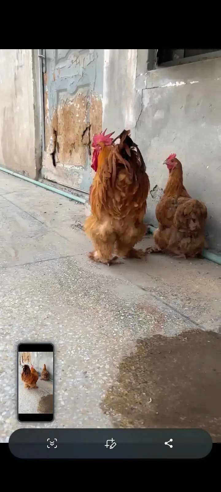 Heavy buff eggs for sale — photo 2