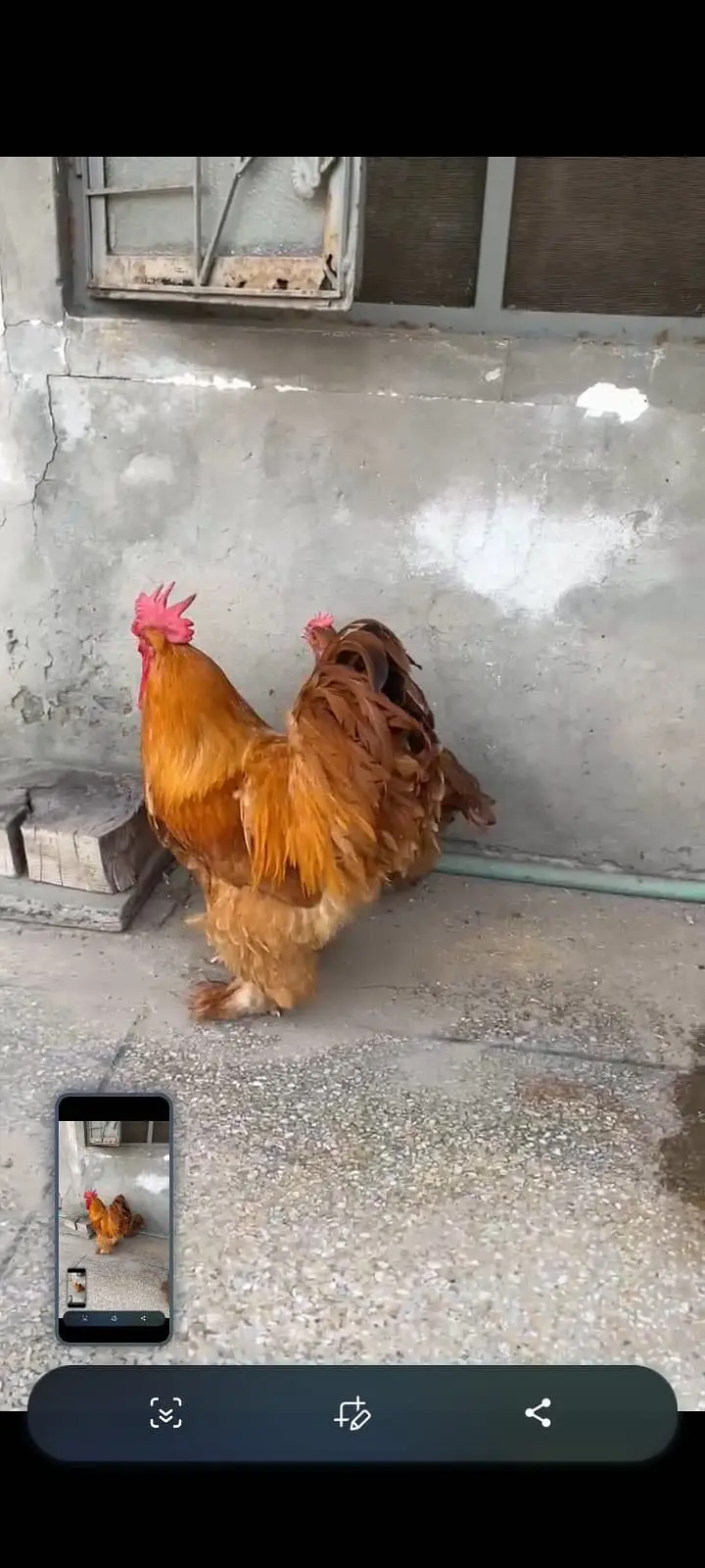 Heavy buff eggs for sale — photo 3