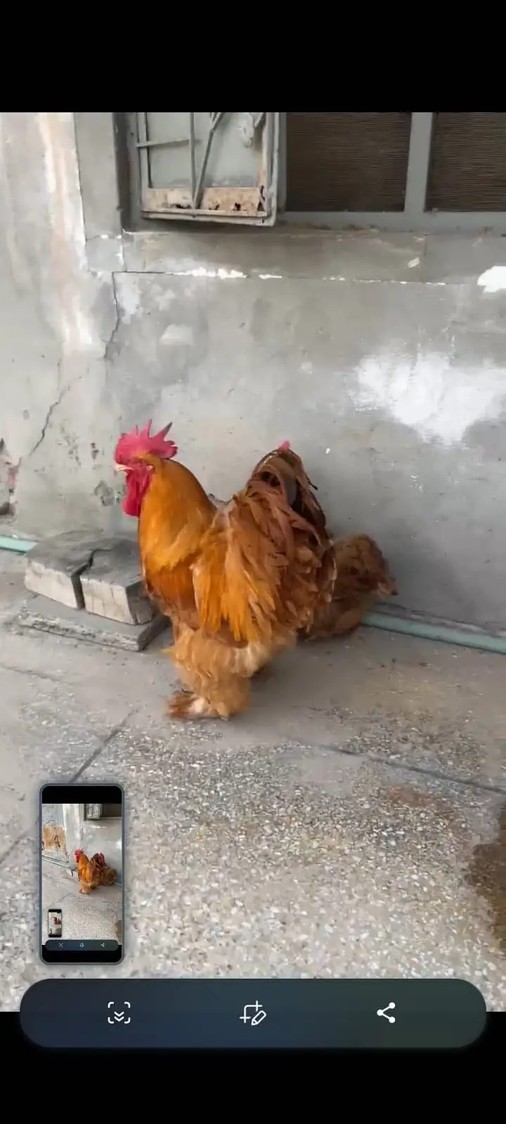 Heavy buff eggs for sale — photo 4