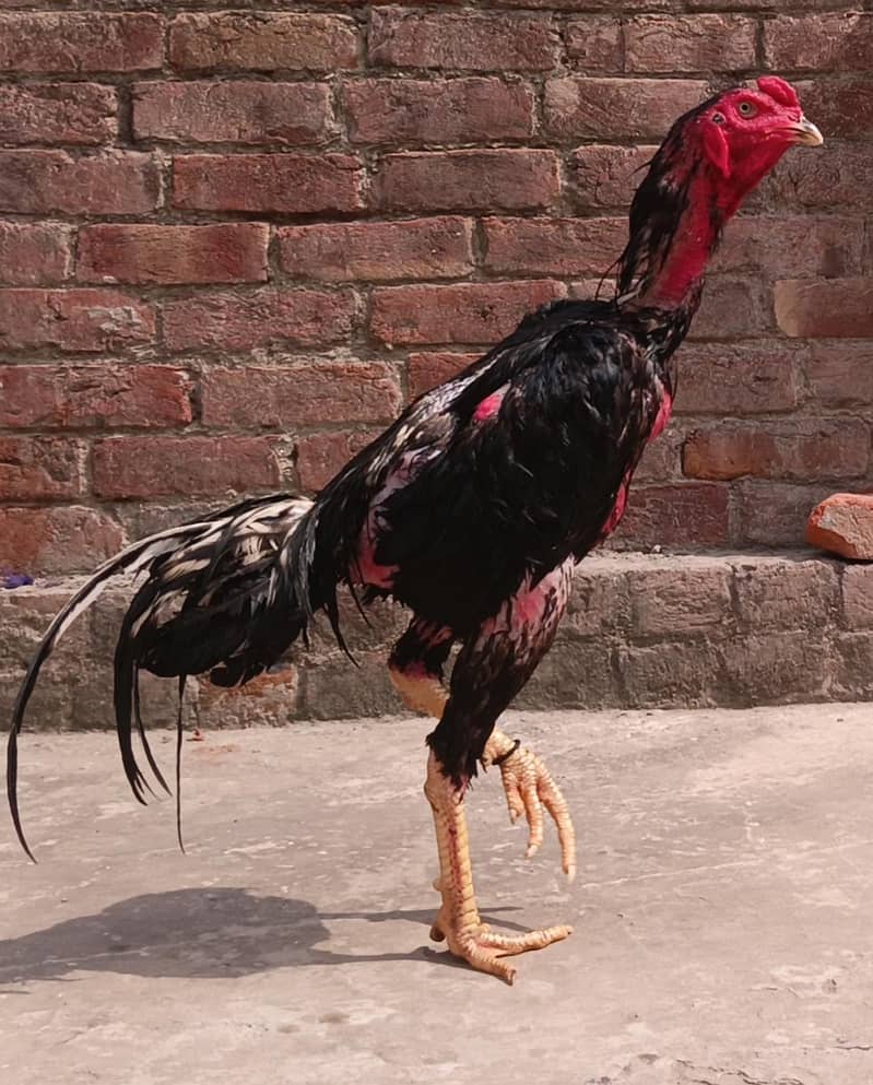 pokoya 2