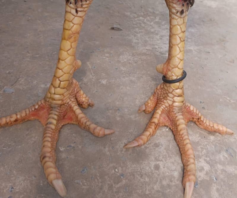 pokoya 3
