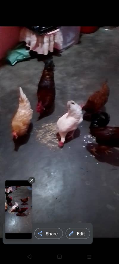 mashallah health or active hen