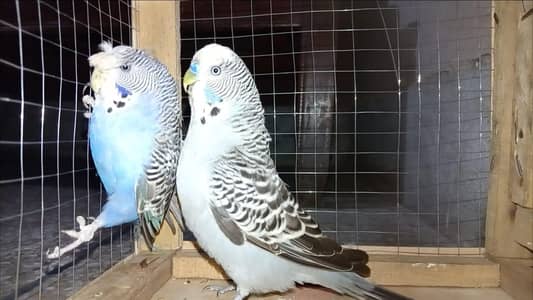 good pairs