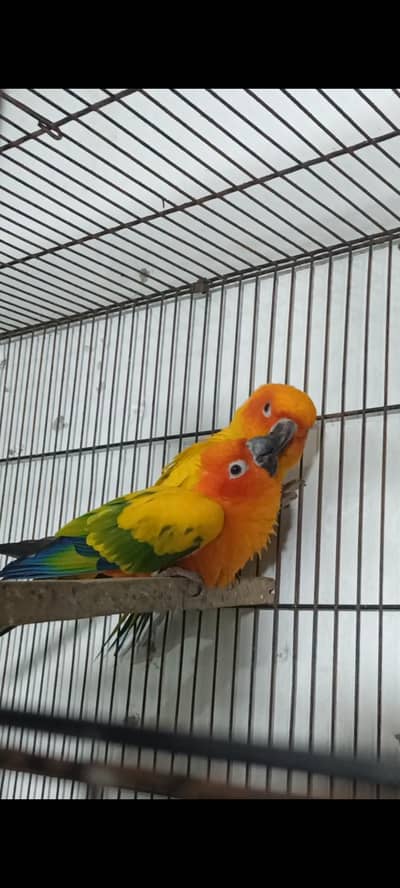 Sunconure | Macaw | Red Collar Lorry | Lovebird | Budgies | Dove