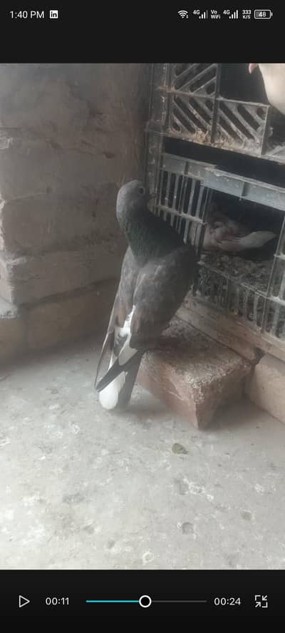 Indian fancy pigeon